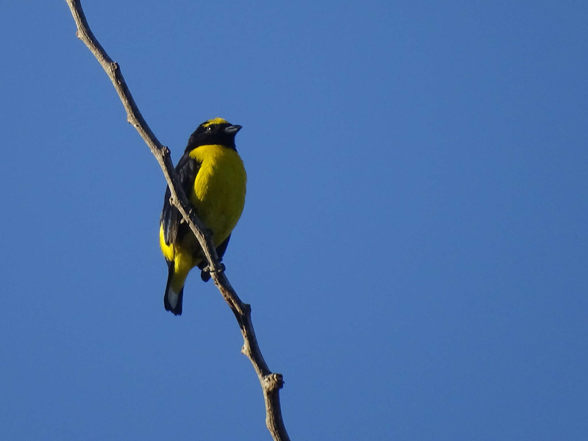 Image of scrub euphonia