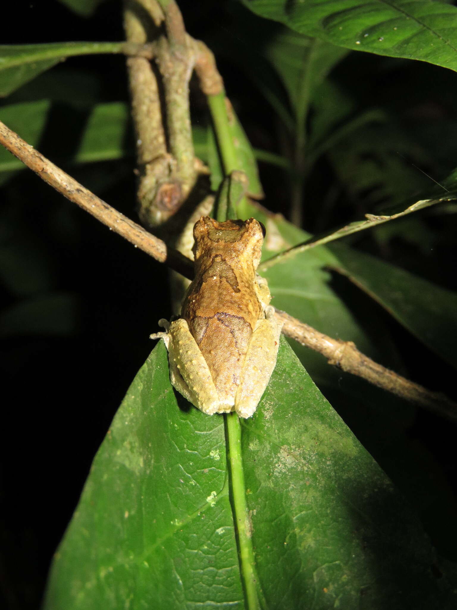 Image of Dendropsophus kamagarini Rivadeneira, Venegas & Ron 2018