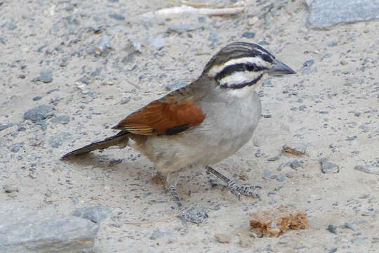 Image of Emberiza capensis bradfieldi (Roberts 1928)