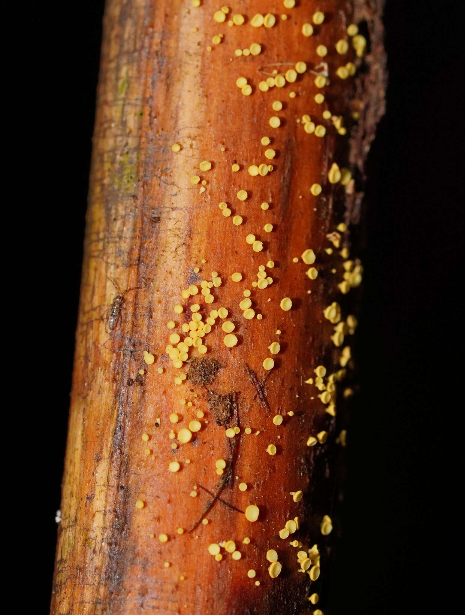 Image of Lachnum pteridophyllum (Rodway) Spooner 1987