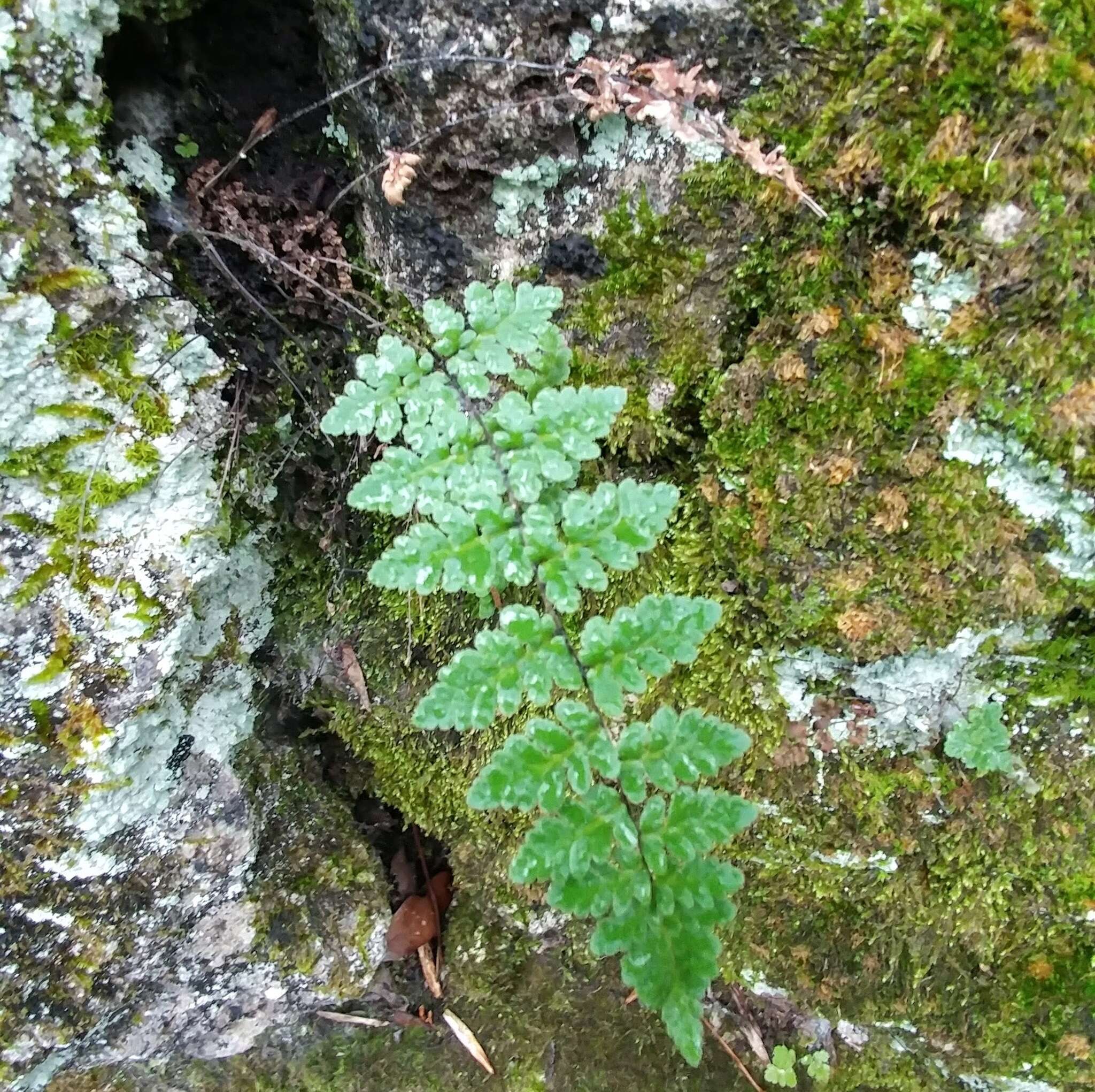 Myriopteris alabamensis (Buckley) Grusz & Windham resmi