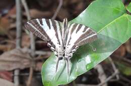 Image of Protographium leosthenes (Doubleday 1846)