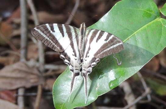 Image de Protographium leosthenes (Doubleday 1846)