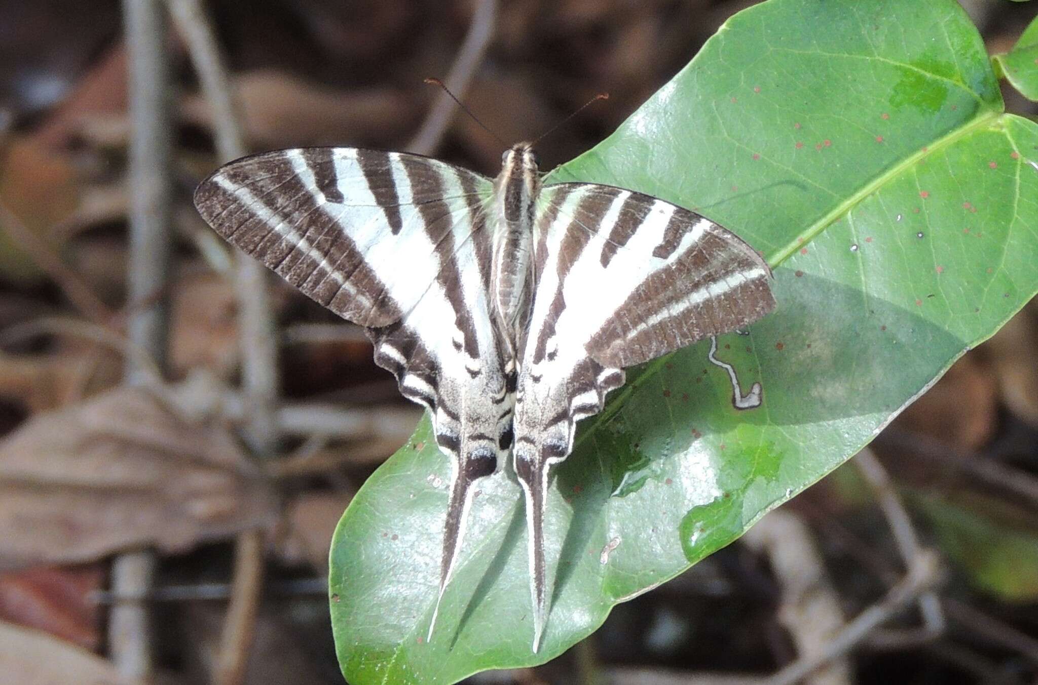 Image of Protographium leosthenes (Doubleday 1846)