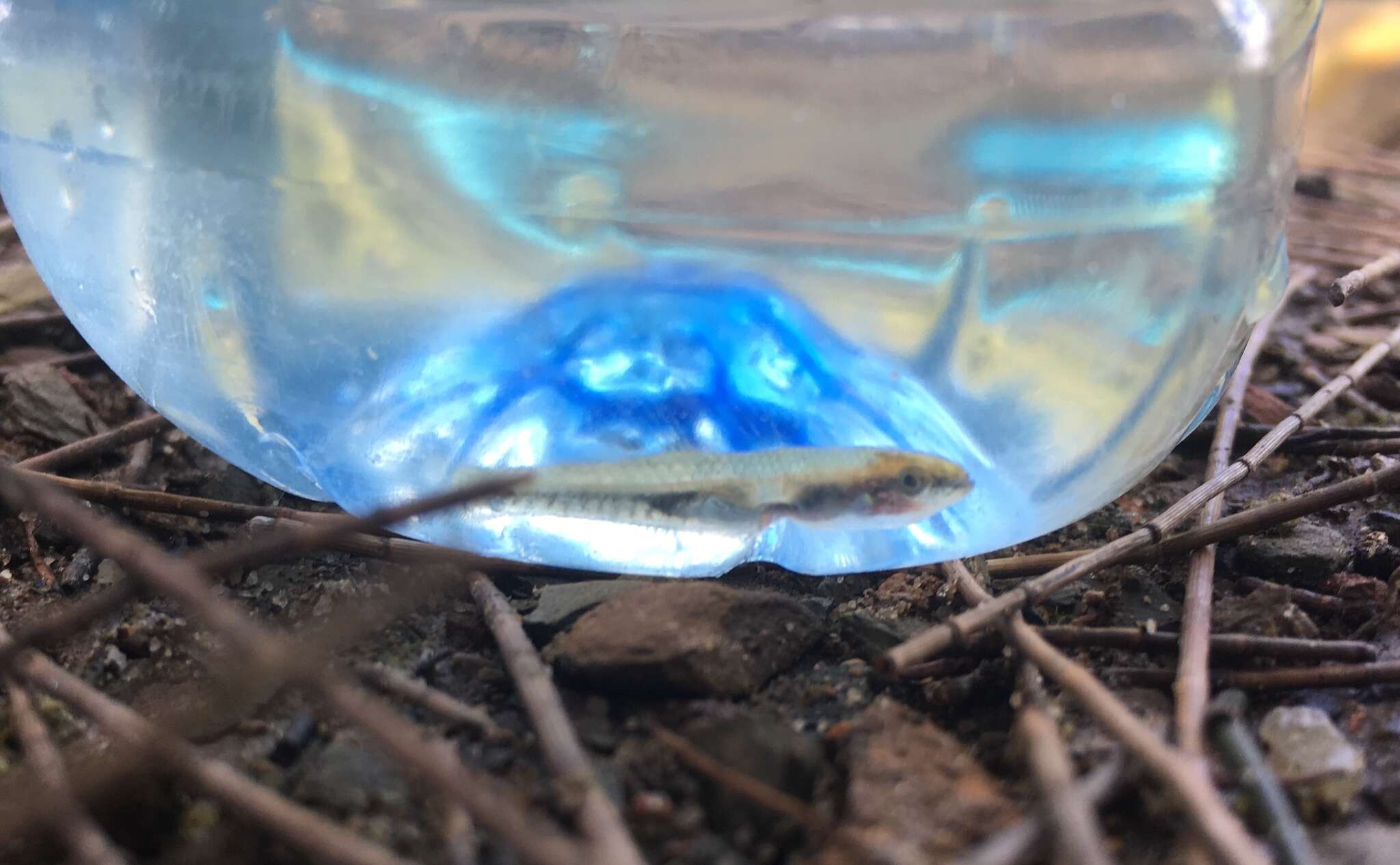 Image of Australian carp-gudgeon