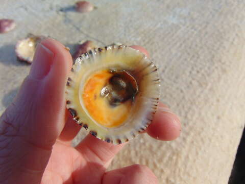 Image of Rustic Limpet