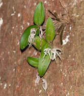 Imagem de Dendrobium aemulum R. Br.