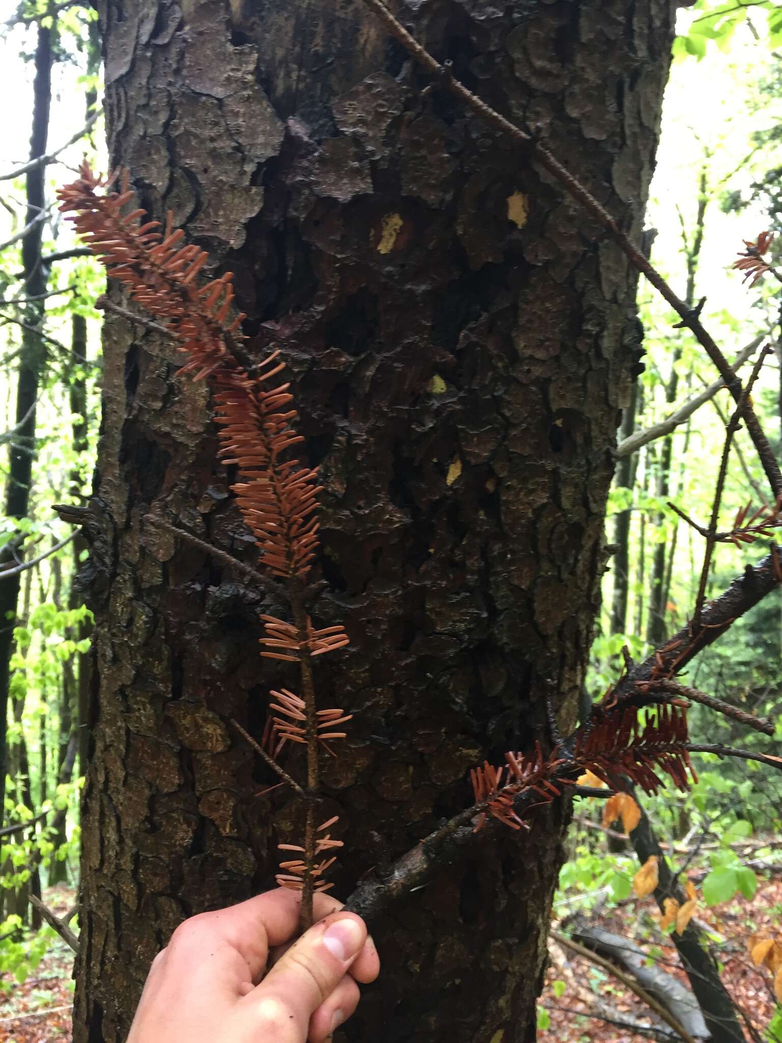 Image of Silver Fir