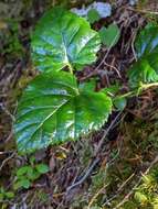 Plancia ëd Rubus nivalis Dougl. ex Hook.