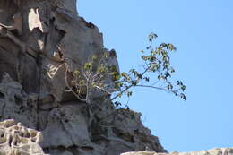 Image of Ficus petiolaris subsp. palmeri (S. Watson) Felger