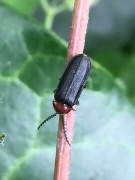 Слика од Cyphonocerus ruficollis Kiesenwetter 1879