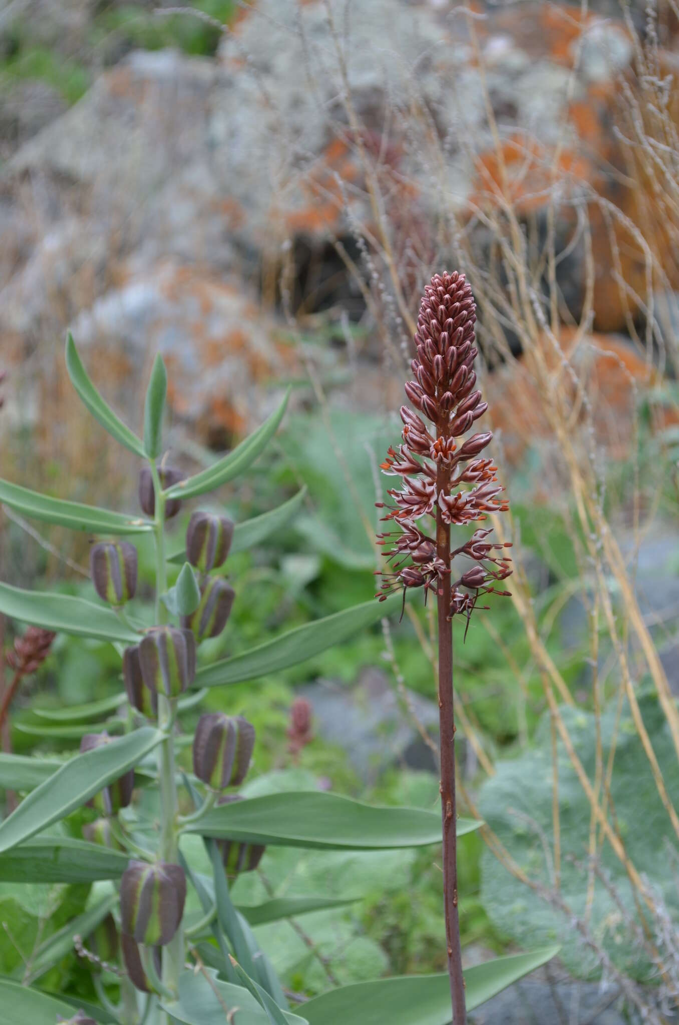 Image of Eremurus regelii Vved.