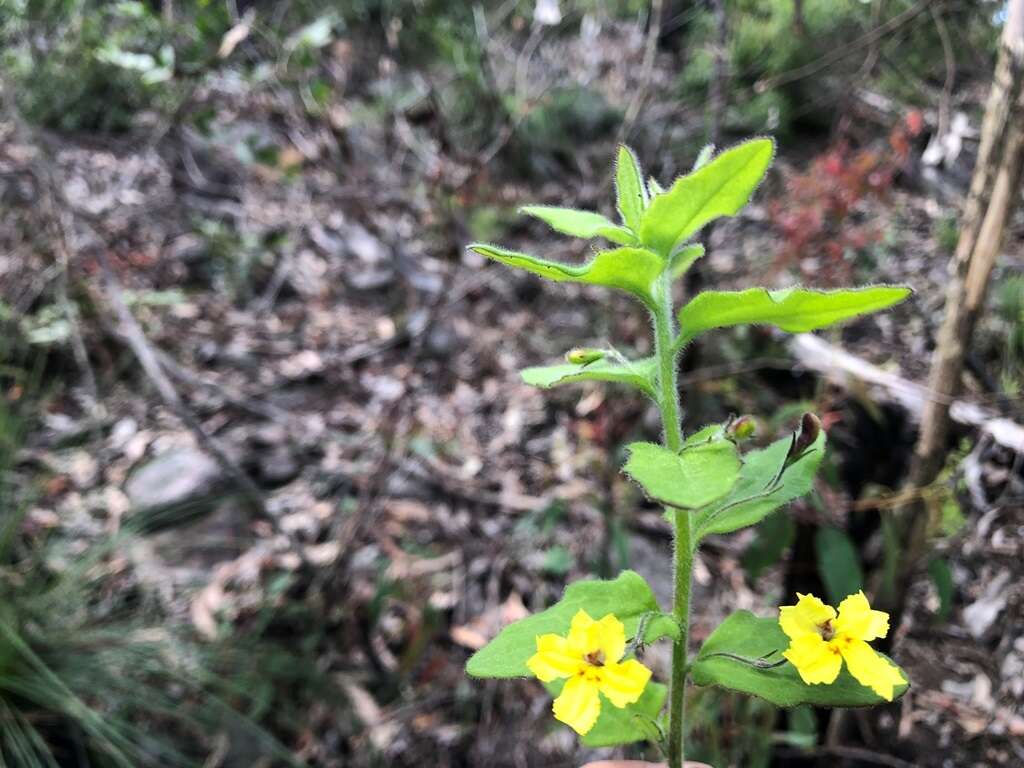 Image of Goodenia heterophylla subsp. teucriifolia (F. Müll.) R. Carolin