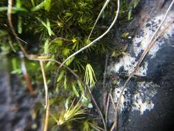 Image of Utricularia bisquamata Schrank