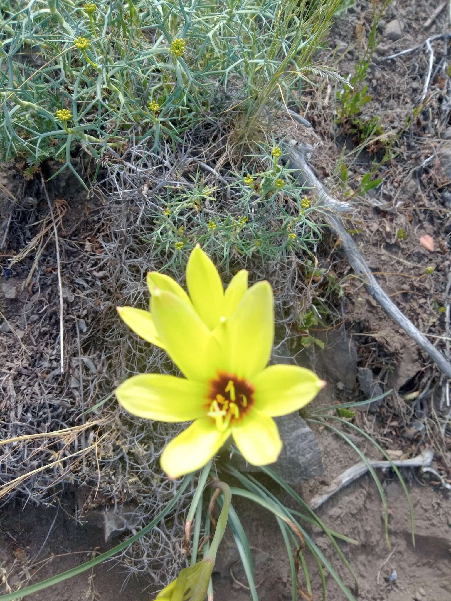 Image of Zephyranthes gilliesiana