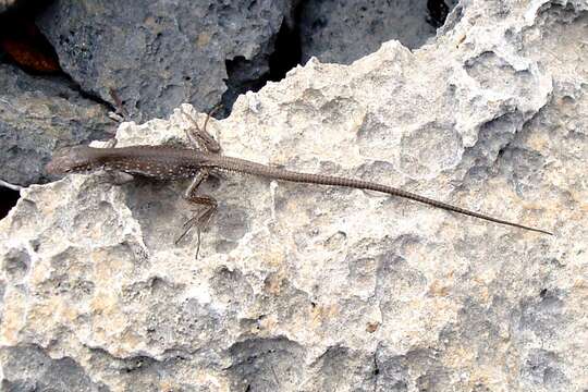 Image of Cnemidophorus rostralis Ugueto & Harvey 2010