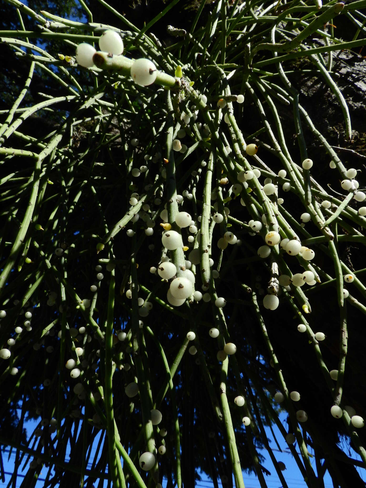 Слика од Rhipsalis baccifera subsp. shaferi (Britton & Rose) Barthlott & N. P. Taylor