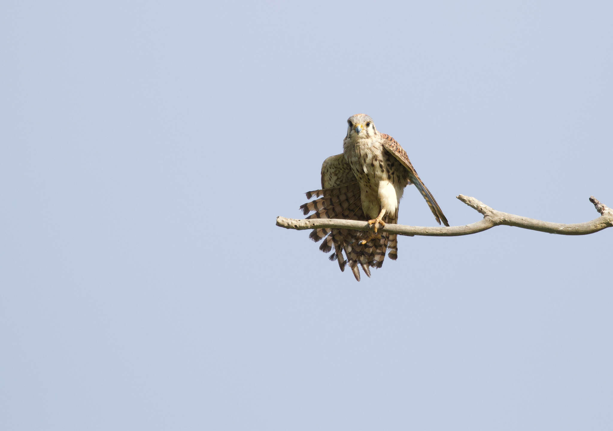 Image of Falco sparverius caribaearum Gmelin & JF 1788