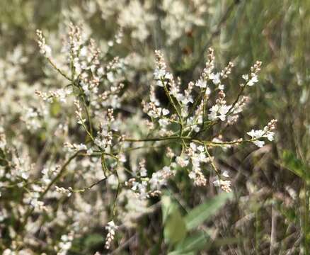 Image of Polygonella polygama var. brachystachya (Meisn.) Wunderlin