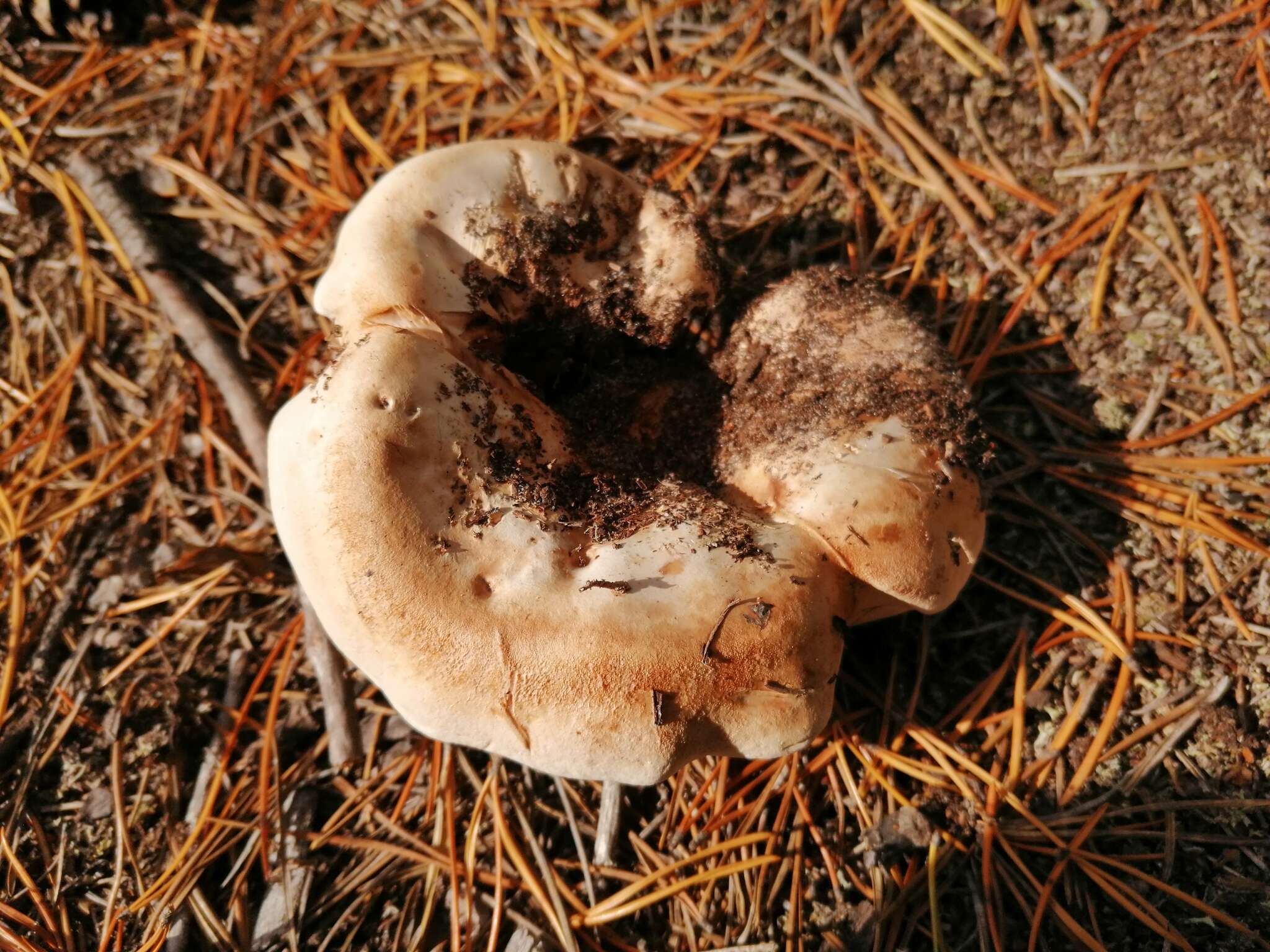 Image of Phellodon fuligineoalbus (J. C. Schmidt) Baird 2013