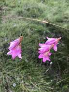 Imagem de Dierama robustum N. E. Br.