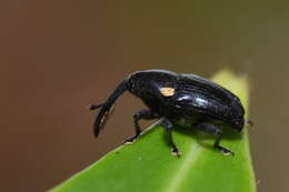 Image of Weevil