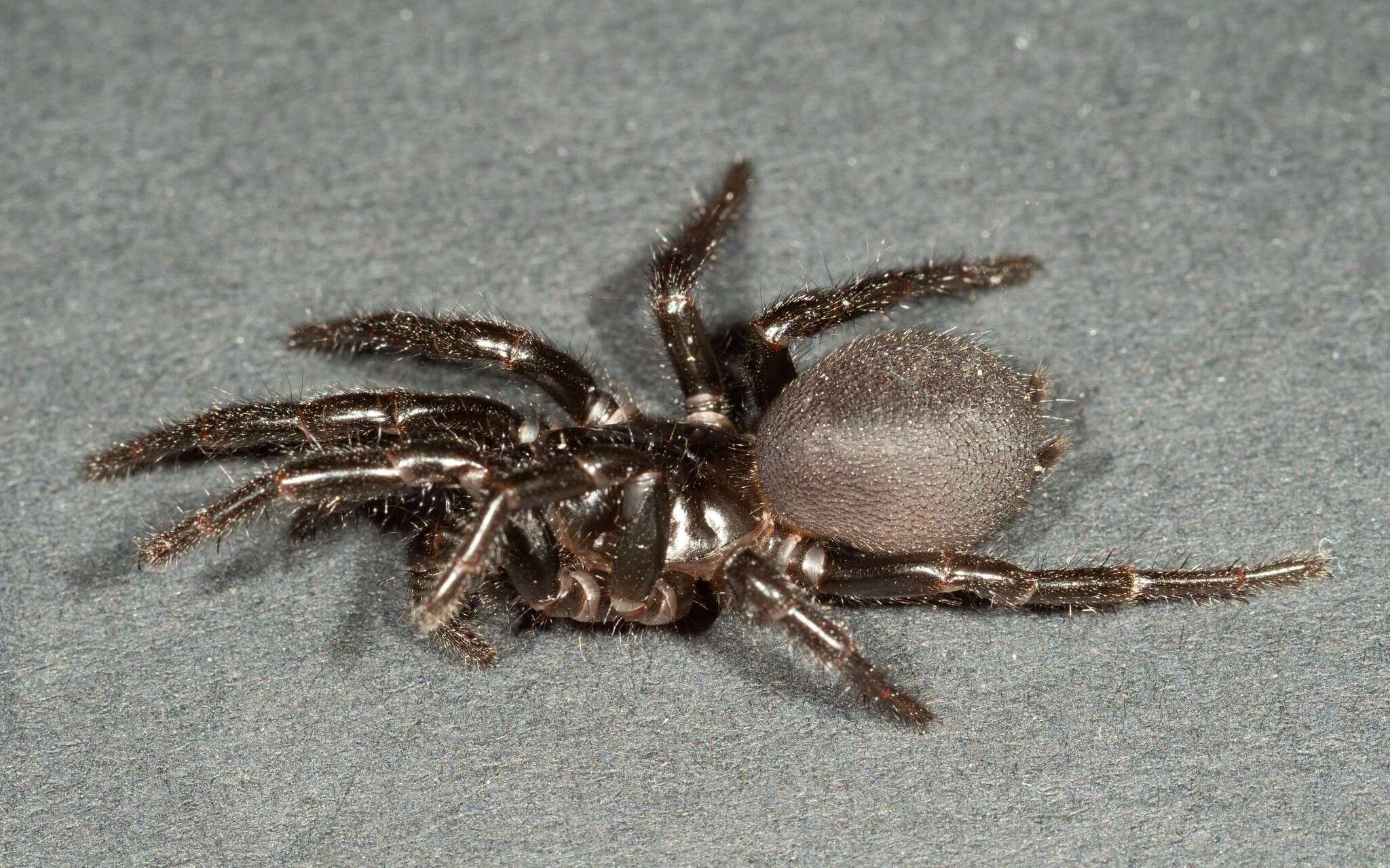 Image of Sutherland's Funnelweb Spider