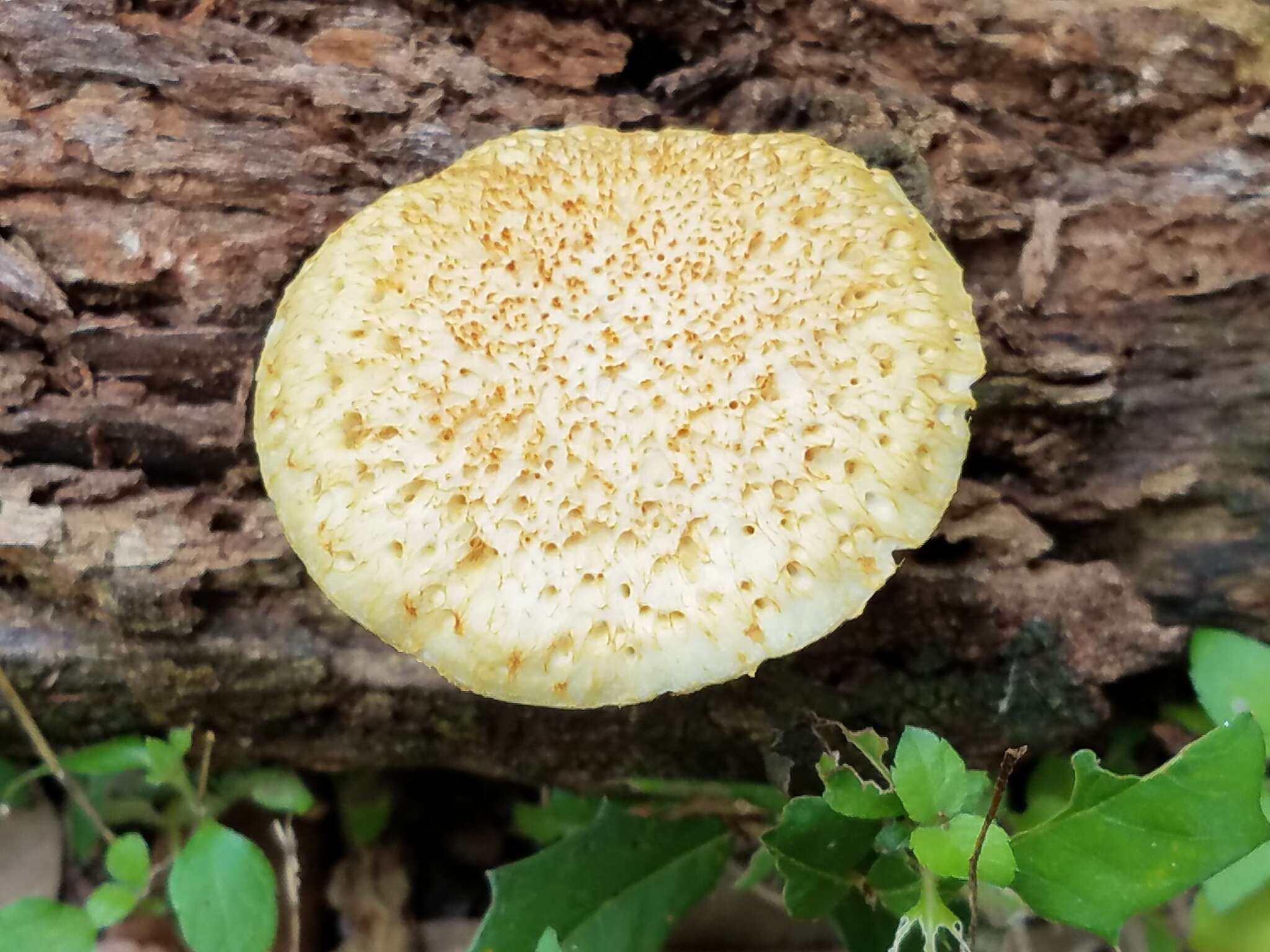 Imagem de Gymnopilus rufosquamulosus Hesler 1969