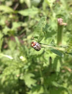 Image of Zygogramma bicolorata