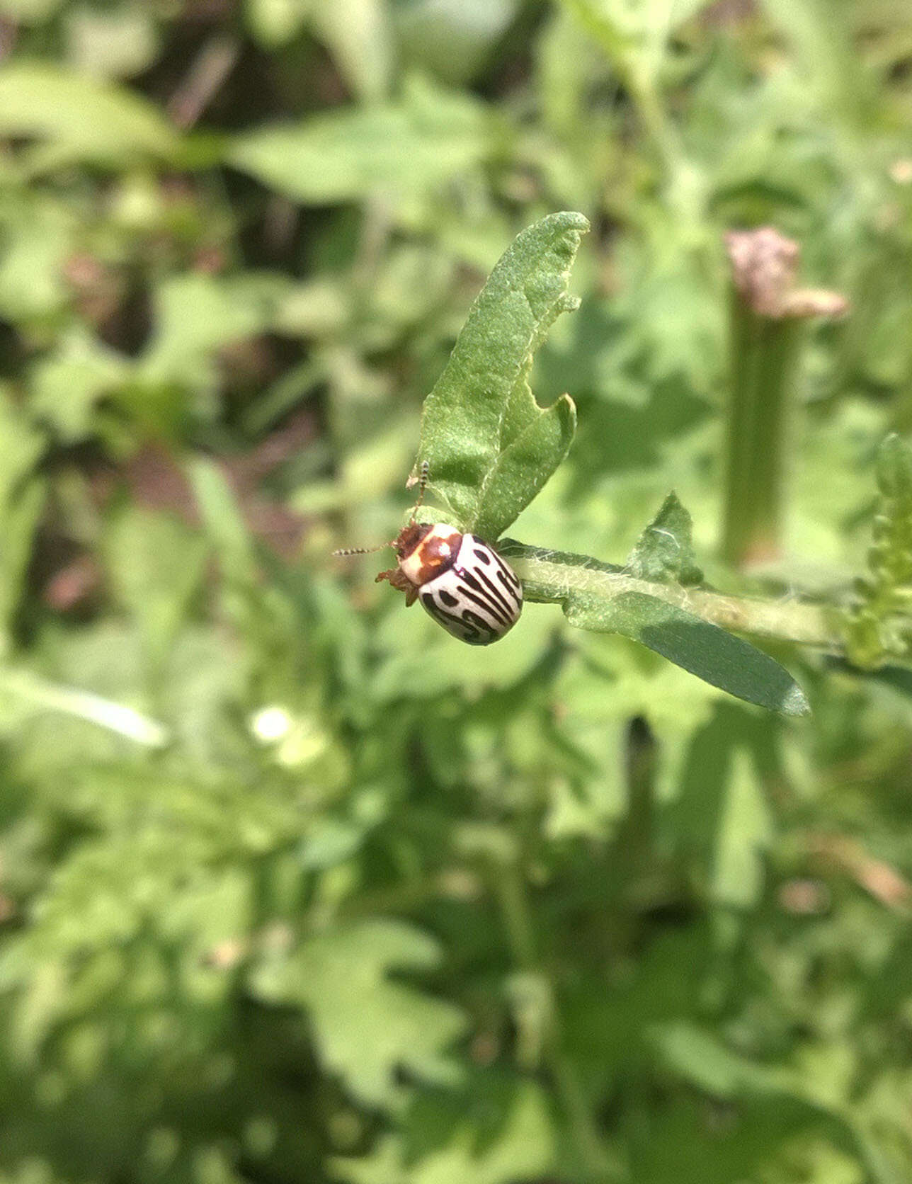 Image of Zygogramma bicolorata