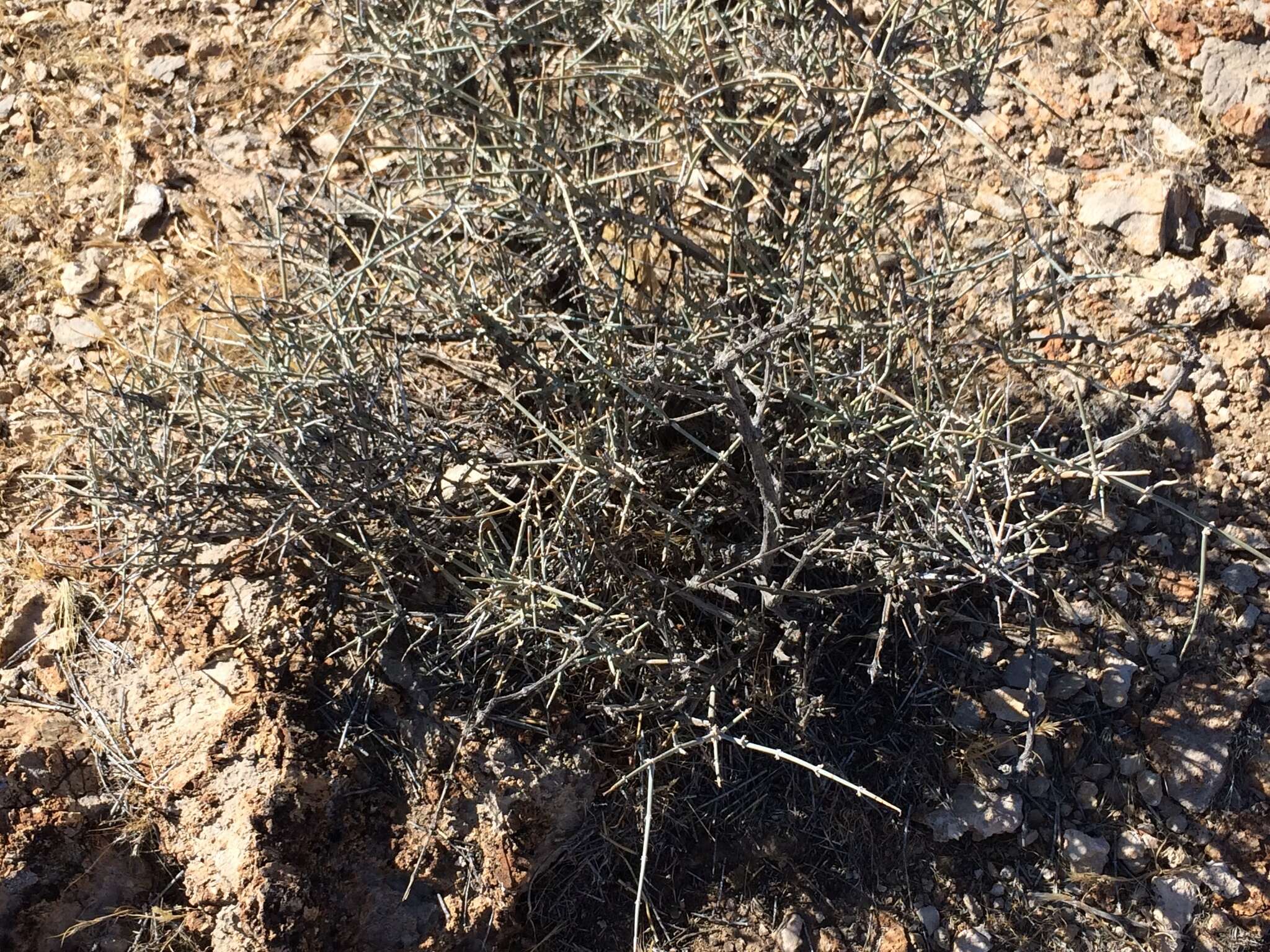 Image of Gray Ephedra