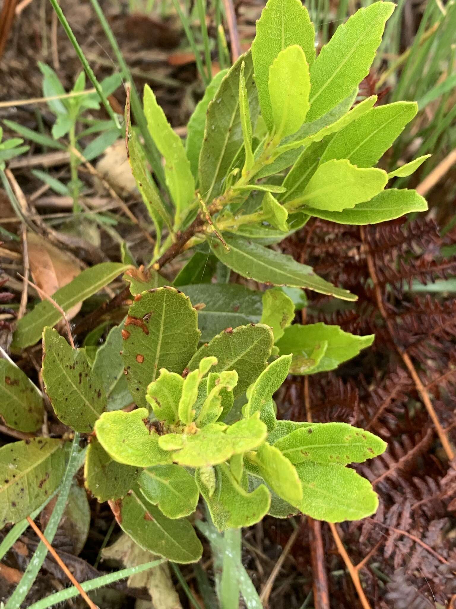 Image of Morella brevifolia (E. Mey. ex C. DC.) D. J. B. Killick