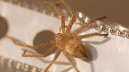 Image of Olios sericeus (Kroneberg 1875)