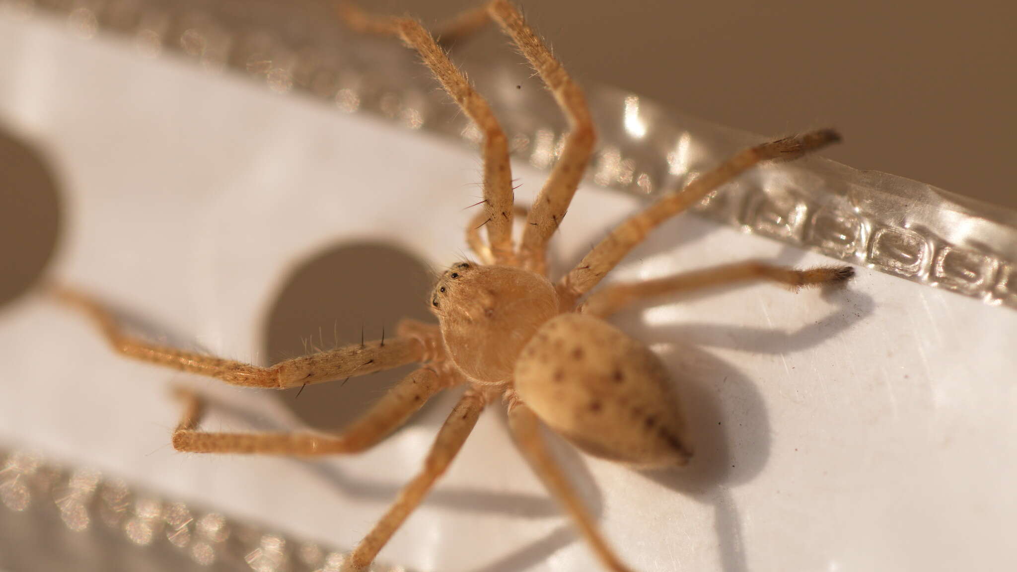 Image of Olios sericeus (Kroneberg 1875)