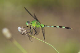 Image of Great Pondhawk