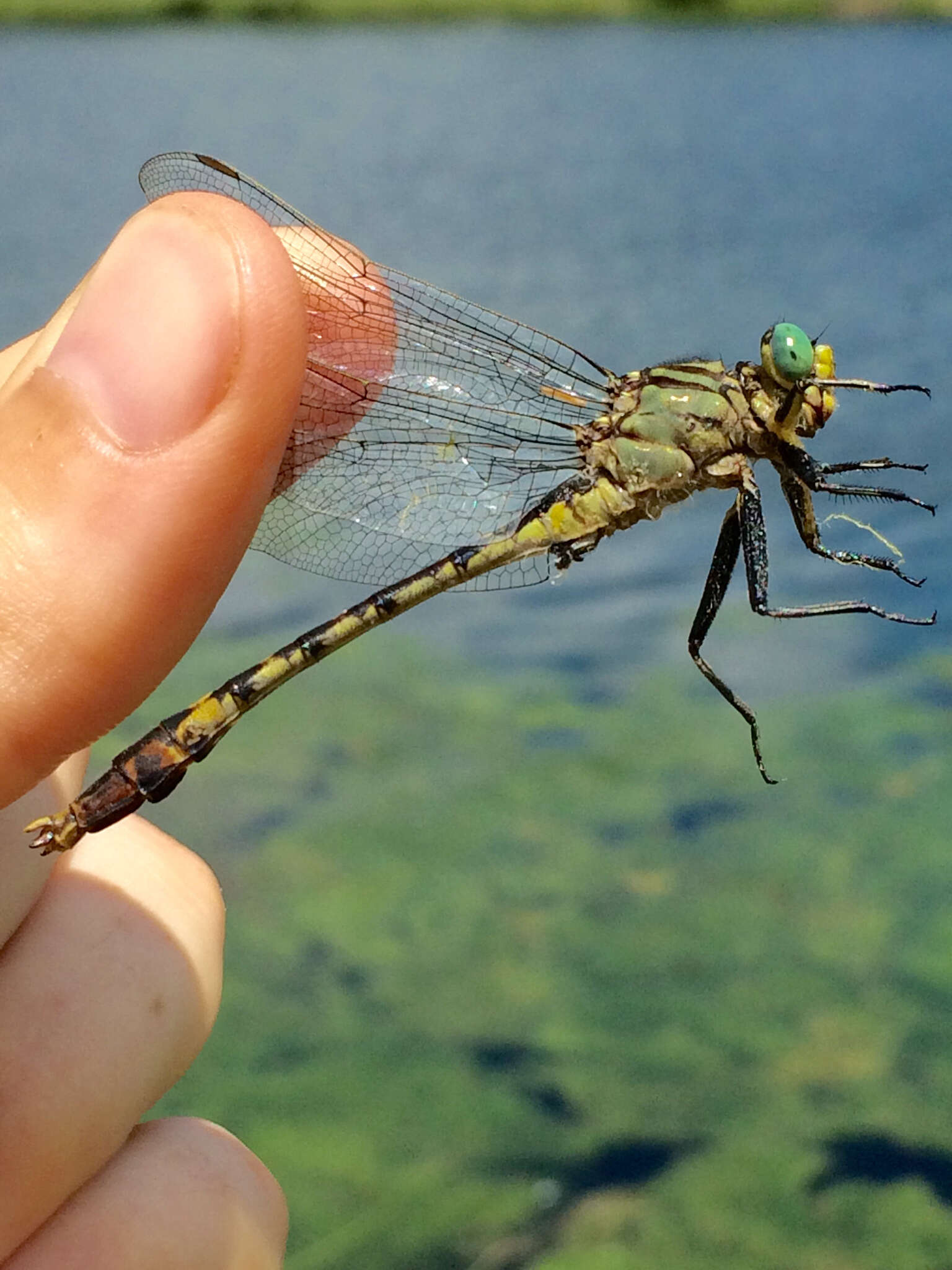 Imagem de Arigomphus villosipes (Selys 1854)