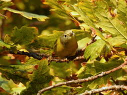 Leiothlypis ruficapilla ridgwayi (Van Rossem 1929) resmi