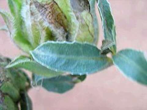 Plancia ëd Barleria macrostegia Nees