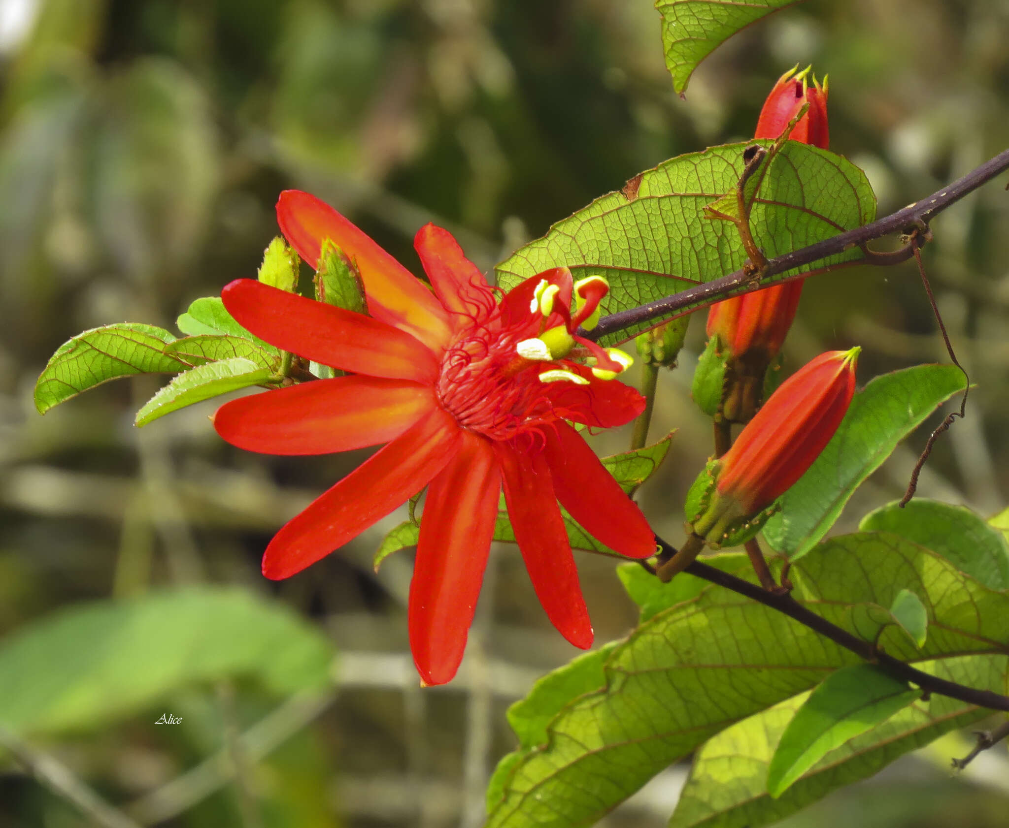 Image of Passiflora quadriglandulosa Rodschied