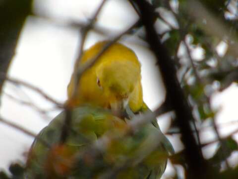 Image of Yellow-headed Parrot, Yellow-headed Amazon