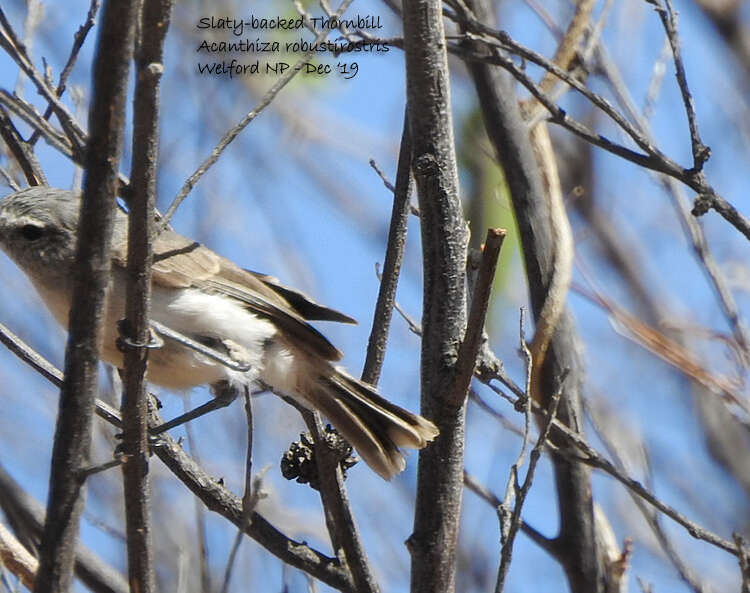 Image of Slaty-backed Thornbill