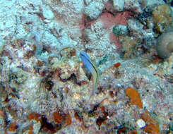 Image of Red Sea Mimic Blenny