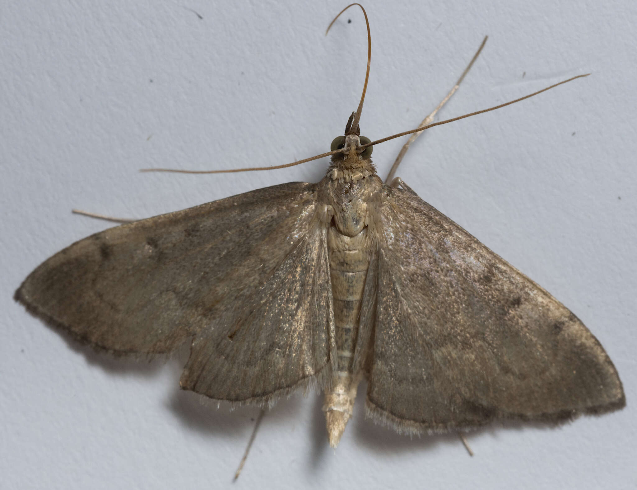 Image of <i>Anania mysippusalis</i>