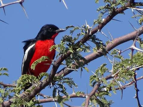 Image of Crimson-breasted Gonolek