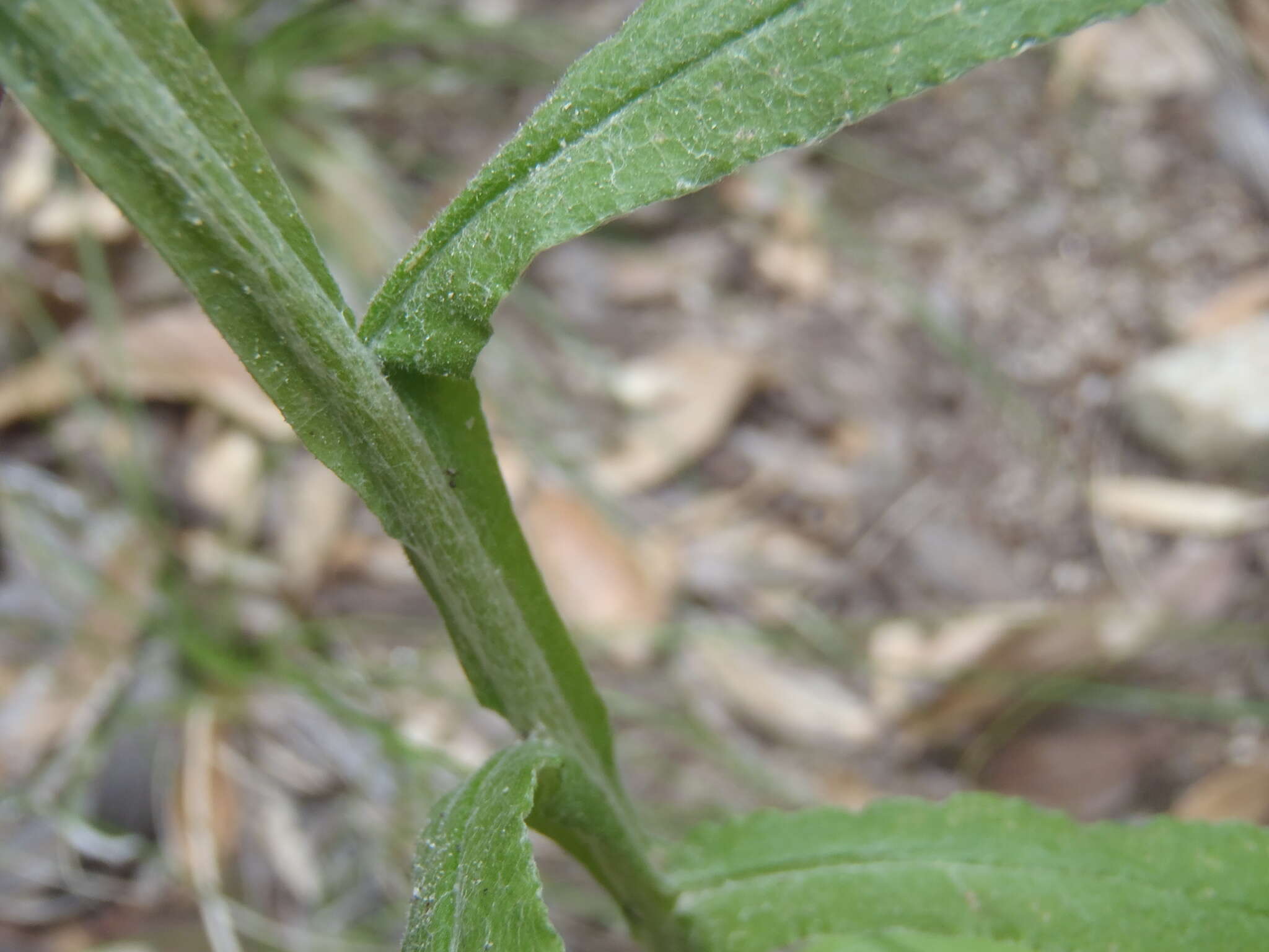 Image de Pseudognaphalium pringlei (A. Gray) A. A. Anderberg