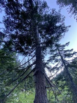 Image of white fir