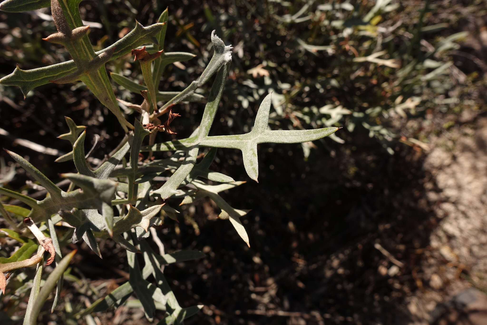 Image of Grevillea ilicifolia subsp. lobata (F. Müll.) Downing