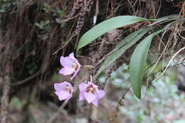 Image of orchid