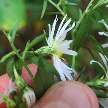 Image of white panicle aster