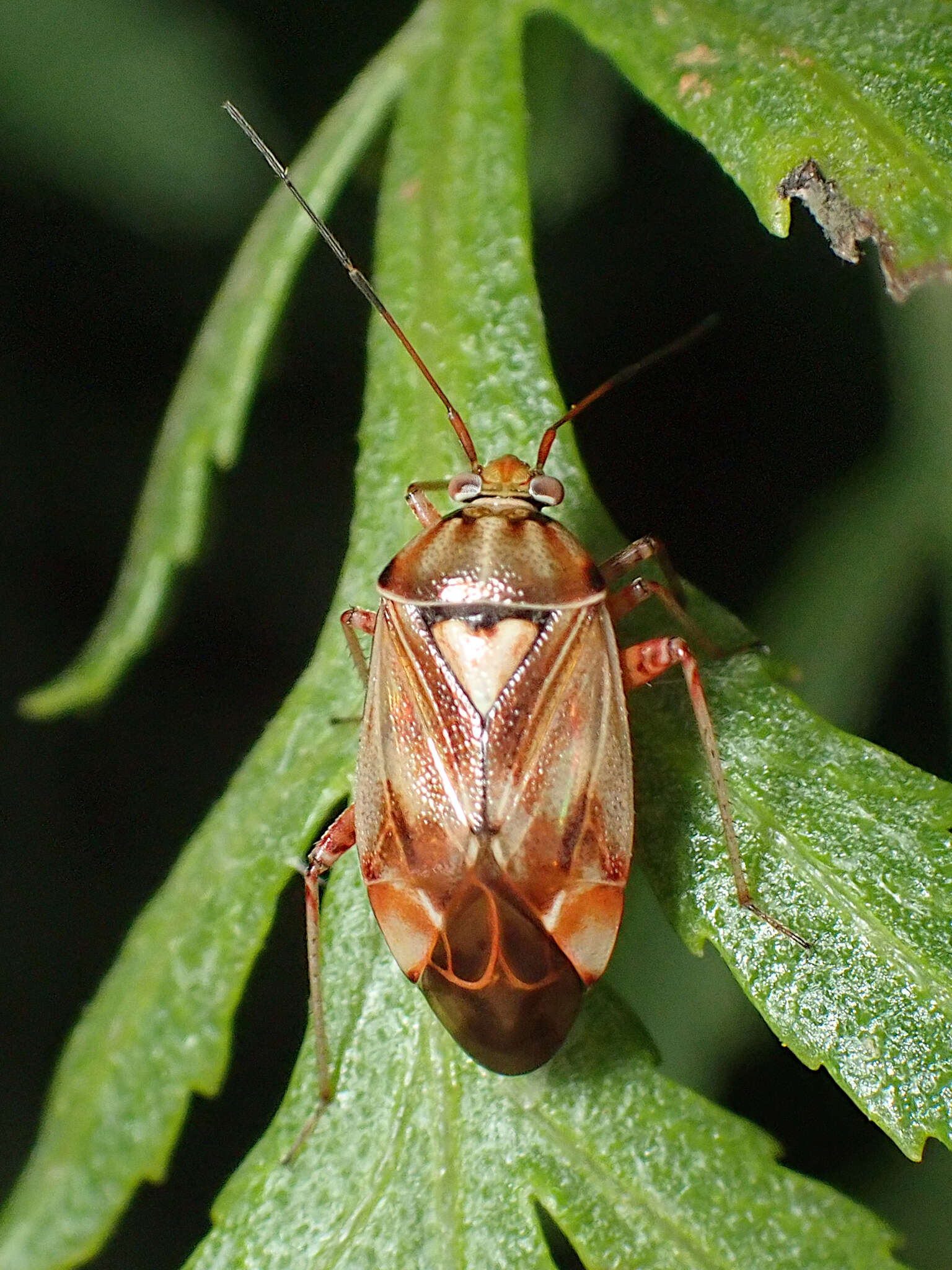 Image of Lygus punctatus (Zetterstedt 1838)